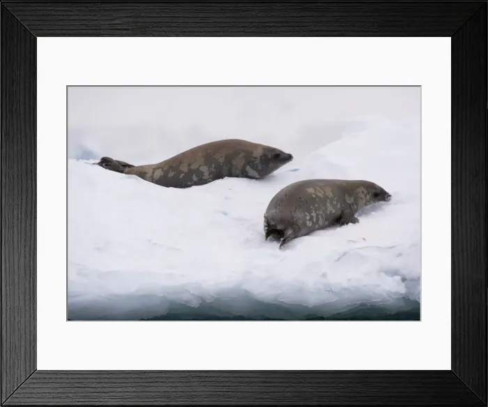 Framed Print : Crabeater seal (Lobodon carcinophaga) on the ice, Wilhelmina Bay, Antarctica, Polar Framed Print : Crabeater seal (Lobodon carcinophaga) on the ice, Wilhelmina Bay, Antarctica, Polar