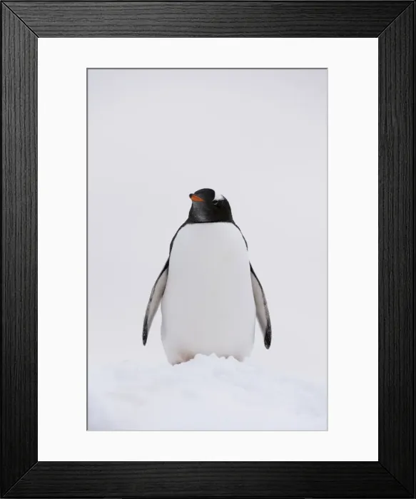 Framed Print : Portrait of a gentoo penguin (Pygoscelis papua), Petermann Island, Antarctica, Polar Framed Print : Portrait of a gentoo penguin (Pygoscelis papua), Petermann Island, Antarctica, Polar