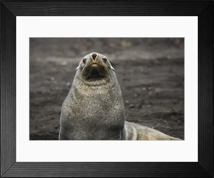 Framed Print : Portrait of an Antarctic fur seal (Arctocephalus gazella), Deception Island, Antarctica Framed Print : Portrait of an Antarctic fur seal (Arctocephalus gazella), Deception Island, Antarctica