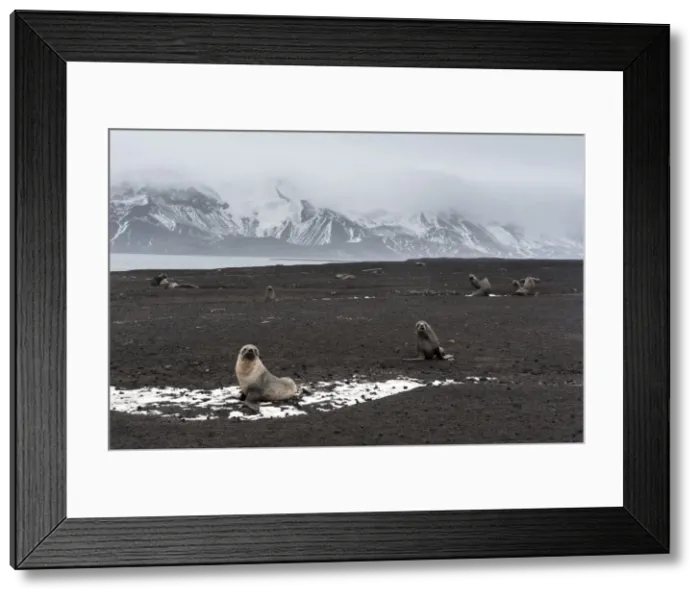 Framed Print : Antarctic fur seals (Arctocephalus gazella) on the beach, Deception Island, Antarctica Framed Print : Antarctic fur seals (Arctocephalus gazella) on the beach, Deception Island, Antarctica