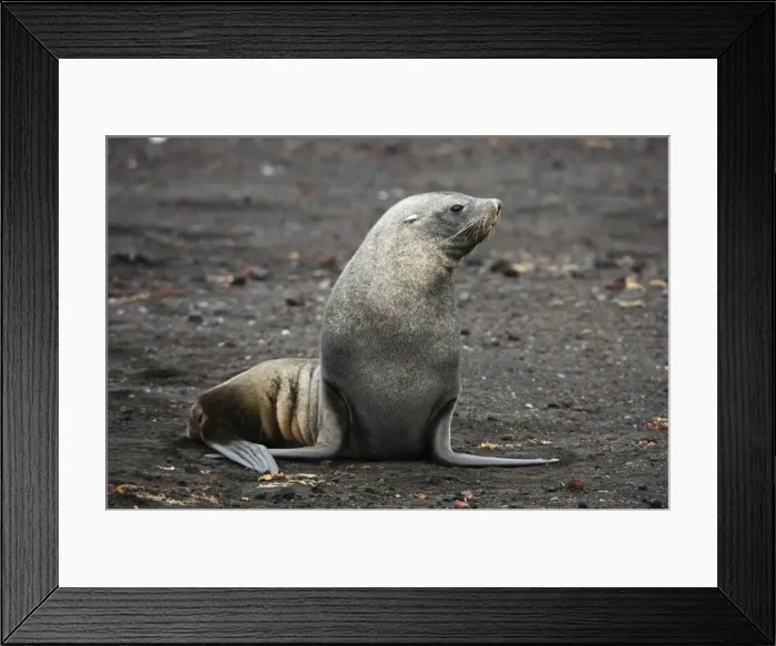 Framed Print : Portrait of an Antarctic fur seal (Arctocephalus gazella), Deception Island, Antarctica Framed Print : Portrait of an Antarctic fur seal (Arctocephalus gazella), Deception Island, Antarctica