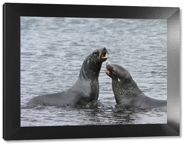 Two Antarctic fur seals (Arctocephalus gazella) fighting, Deception Island, Antarctica