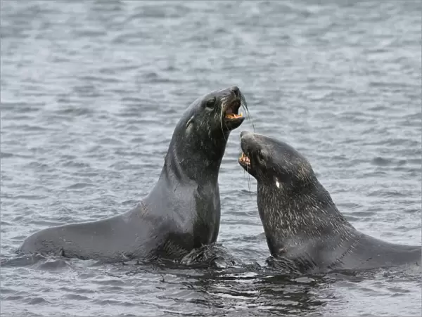 Two Antarctic fur seals (Arctocephalus gazella) fighting, Deception Island, Antarctica