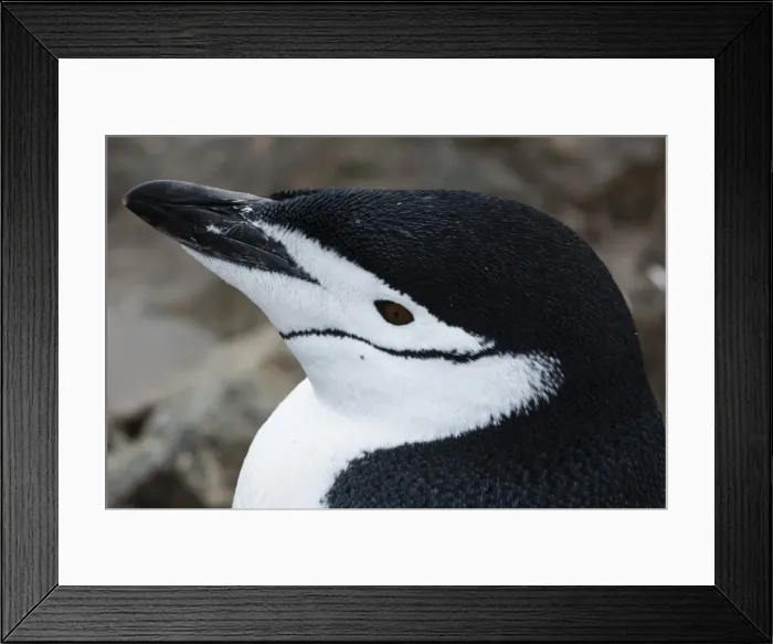 Framed Print : Close up portrait of a chinstrap penguin (Pygoscelis antarcticus), Half Moon Island Framed Print : Close up portrait of a chinstrap penguin (Pygoscelis antarcticus), Half Moon Island