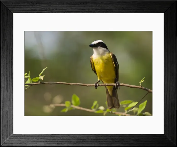Framed Print : A Great Kiskadee (Pitangus sulphuratus) perching, Pantanal, Mato Grosso, Brazil Framed Print : A Great Kiskadee (Pitangus sulphuratus) perching, Pantanal, Mato Grosso, Brazil