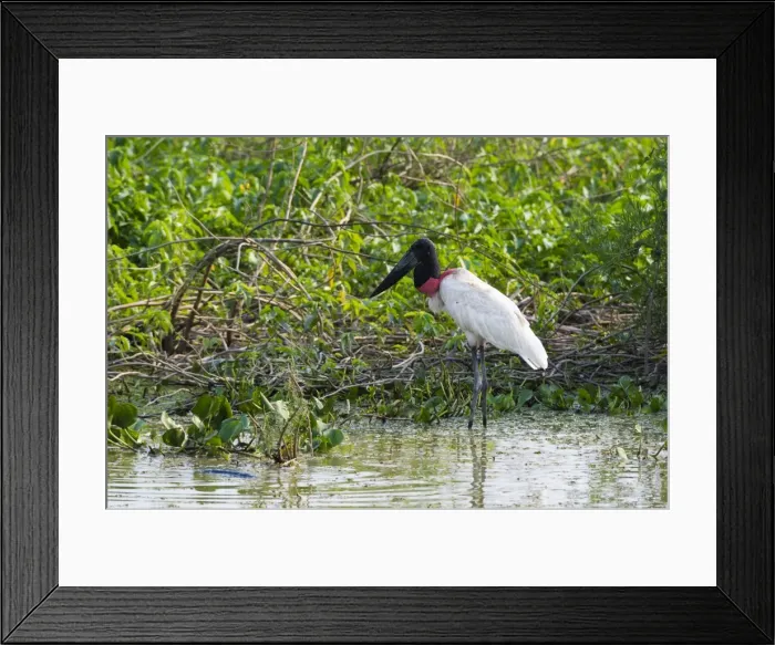 Framed Print : Jabiru (Jabiru mycteria), Pantanal, Mato Grosso, Brazil, South America Framed Print : Jabiru (Jabiru mycteria), Pantanal, Mato Grosso, Brazil, South America