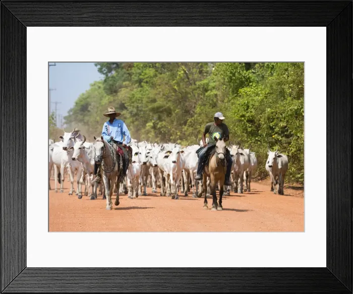 Framed Print : Cattle herd, Pantanal, Mato Grosso, Brazil, South America Framed Print : Cattle herd, Pantanal, Mato Grosso, Brazil, South America
