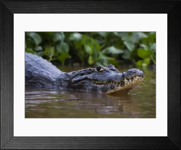 Framed Print : Yacare caiman (Caiman crocodylus yacare), Pantanal, Mato Grosso, Brazil, South America Framed Print : Yacare caiman (Caiman crocodylus yacare), Pantanal, Mato Grosso, Brazil, South America