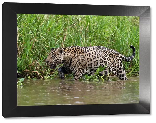 A jaguar (Panthera onca) walking along Cuiaba River bank, Pantanal, Mato Grosso, Brazil