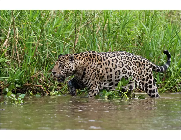 A jaguar (Panthera onca) walking along Cuiaba River bank, Pantanal, Mato Grosso, Brazil