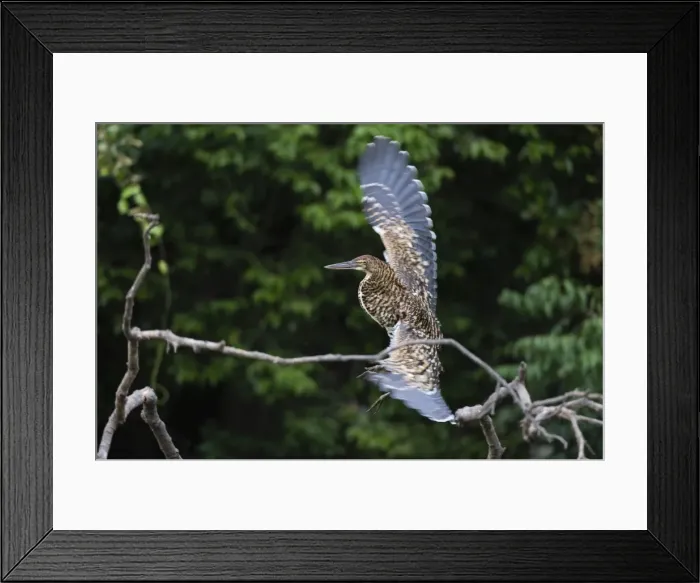 Framed Print : Juvenile Refuscent tiger-heron (Tigrisoma lineatum), Pantanal, Mato Grosso, Brazil Framed Print : Juvenile Refuscent tiger-heron (Tigrisoma lineatum), Pantanal, Mato Grosso, Brazil