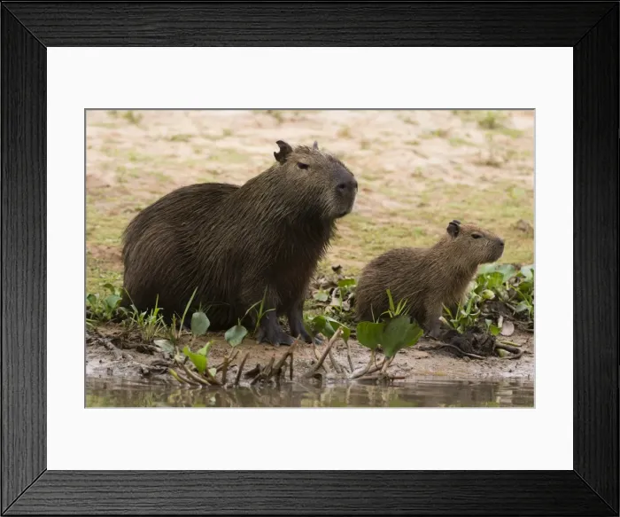 Framed Print : Adult and young capybara (Hydrochaeris hydrochaeris) on Cuiaba River bank, Pantanal Framed Print : Adult and young capybara (Hydrochaeris hydrochaeris) on Cuiaba River bank, Pantanal