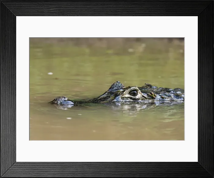 Framed Print : Yacare caiman (Caiman crocodylus yacare), Rio Negrinho, Pantanal, Mato Grosso, Brazil
