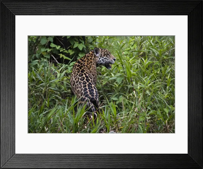 Framed Print : A jaguar (Panthera onca) moving through the grass, Cuiaba River, Pantanal, Mato Grosso Framed Print : A jaguar (Panthera onca) moving through the grass, Cuiaba River, Pantanal, Mato Grosso