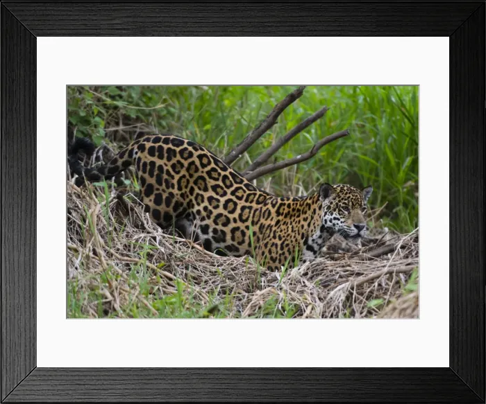 Framed Print : A jaguar (Panthera onca) moving through the grass, Cuiaba River, Pantanal, Mato Grosso Framed Print : A jaguar (Panthera onca) moving through the grass, Cuiaba River, Pantanal, Mato Grosso
