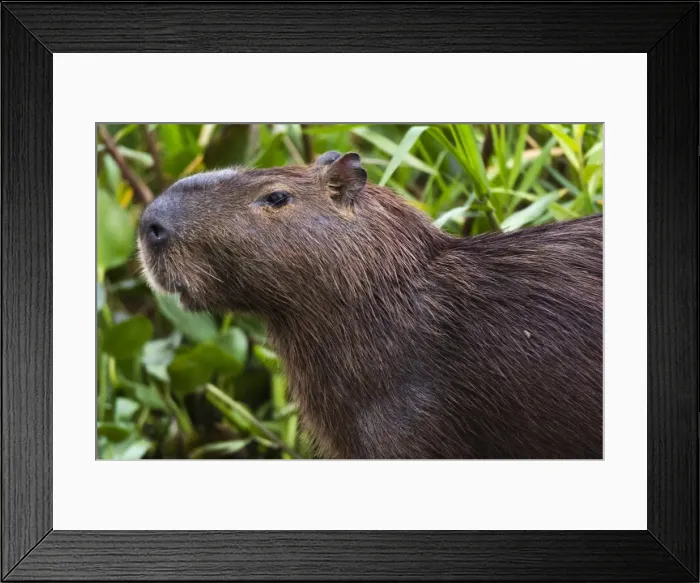 Framed Print : Close-up portrait of a capybara (Hydrochaeris hydrochaeris), Pantanal, Mato Grosso Framed Print : Close-up portrait of a capybara (Hydrochaeris hydrochaeris), Pantanal, Mato Grosso