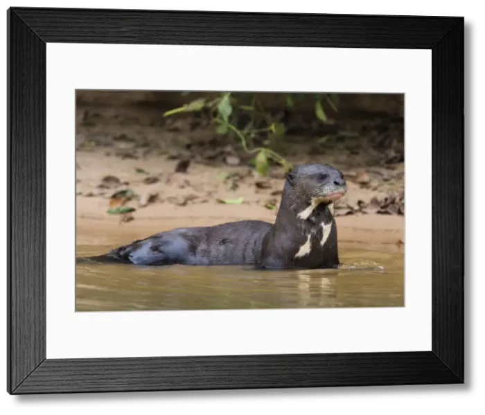 Framed Print : Giant river otter (Pteronura brasiliensis), Pantanal, Mato Grosso, Brazil, South America Framed Print : Giant river otter (Pteronura brasiliensis), Pantanal, Mato Grosso, Brazil, South America