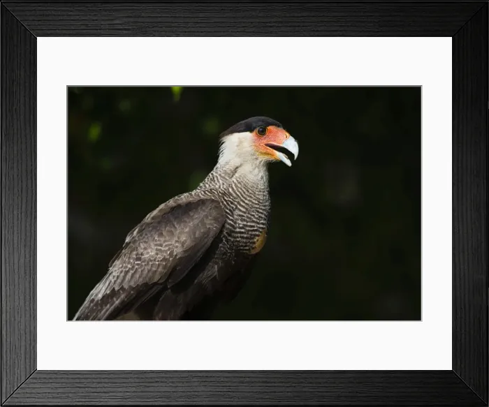 Framed Print : Portrait of a crested caracara, Polyborus plancus, Pantanal, Mato Grosso, Brazil Framed Print : Portrait of a crested caracara, Polyborus plancus, Pantanal, Mato Grosso, Brazil
