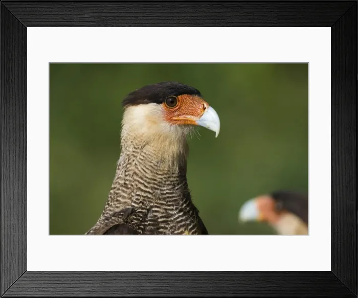 Framed Print : Crested caracara (Polyborus plancus), Pantanal, Mato Grosso, Brazil, South America Framed Print : Crested caracara (Polyborus plancus), Pantanal, Mato Grosso, Brazil, South America