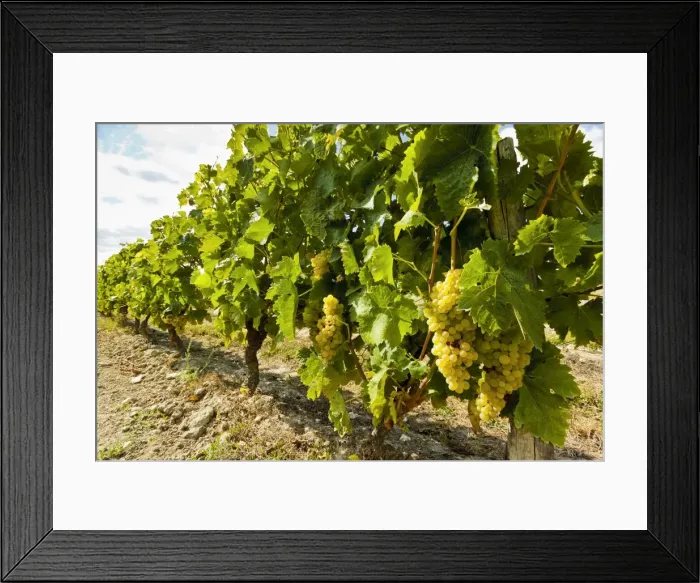 Framed Print : White grapes on a vine near the salt marshes of the islands north west coast, Le Gillieux Framed Print : White grapes on a vine near the salt marshes of the islands north west coast, Le Gillieux