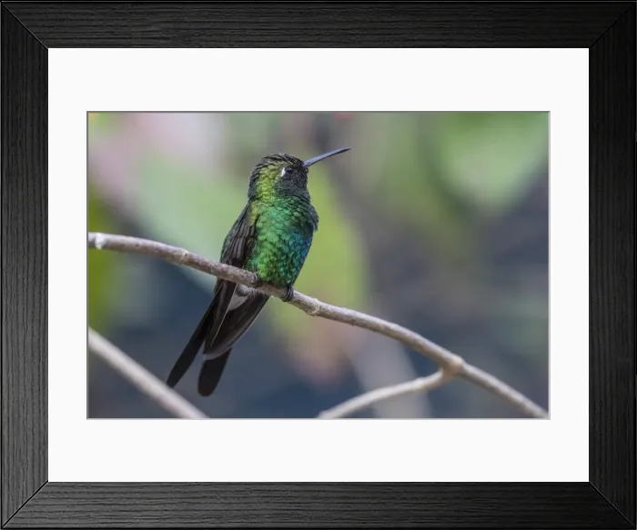 Framed Print : A wild adult Cuban emerald hummingbird (Chlorostilbon ricordii), Zapata National Park Framed Print : A wild adult Cuban emerald hummingbird (Chlorostilbon ricordii), Zapata National Park