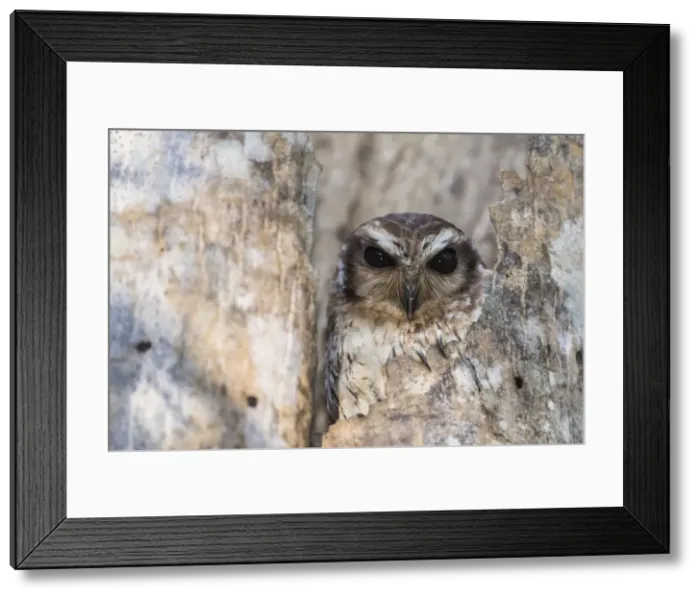Framed Print : A wild adult bare-legged owl (Margarobyas lawrencii), endemic to Cuba, Zapata National Park Framed Print : A wild adult bare-legged owl (Margarobyas lawrencii), endemic to Cuba, Zapata National Park