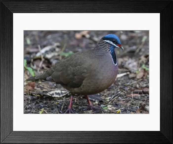 Framed Print : An adult blue-headed quail-dove (Starnoenas cyanocephala), Zapata National Park, endemic to Cuba Framed Print : An adult blue-headed quail-dove (Starnoenas cyanocephala), Zapata National Park, endemic to Cuba