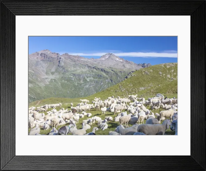Framed Print : Sheep in the green pastures surrounded by rocky peaks, Val Di Viso, Camonica Valley