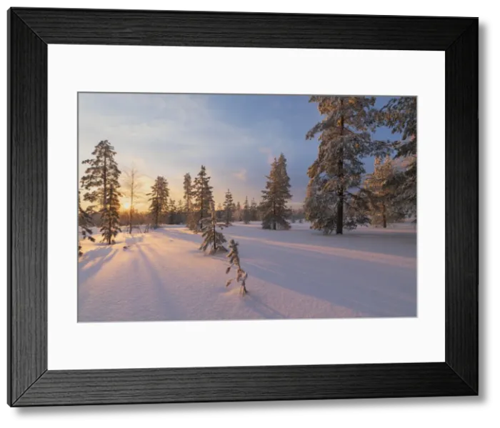 Framed Print : The lights of the arctic sunset illuminate the snowy woods, Vennivaara, Rovaniemi Framed Print : The lights of the arctic sunset illuminate the snowy woods, Vennivaara, Rovaniemi