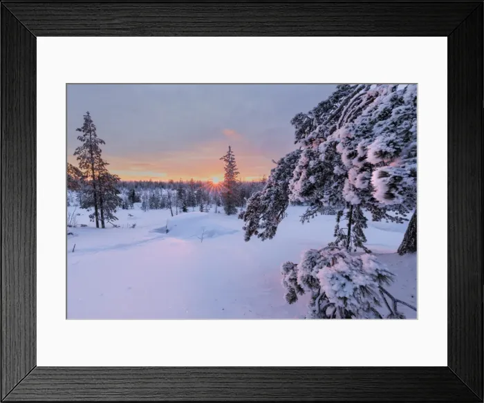 Framed Print : Pink lights of the arctic sunset illuminate the snowy woods, Vennivaara, Rovaniemi Framed Print : Pink lights of the arctic sunset illuminate the snowy woods, Vennivaara, Rovaniemi