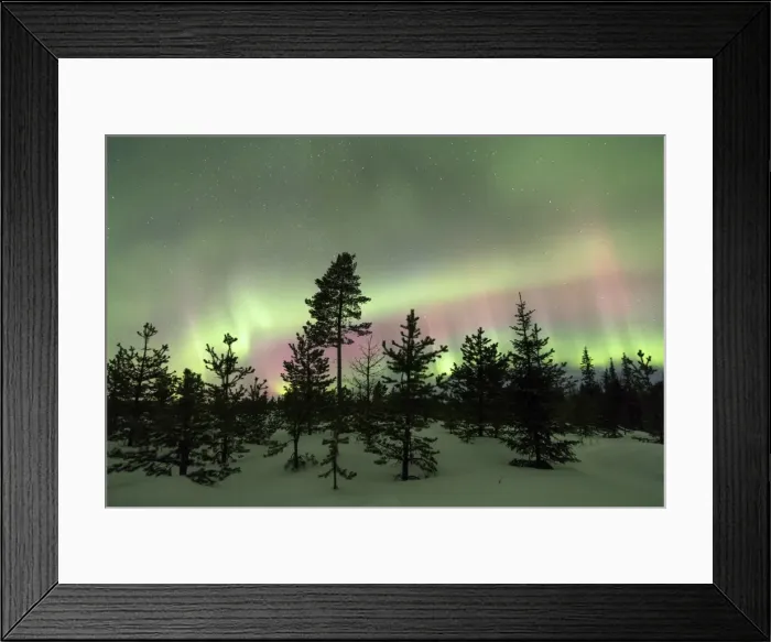 Framed Print : Colorful lights of the Northern Lights (Aurora Borealis) and starry sky on the snowy woods Framed Print : Colorful lights of the Northern Lights (Aurora Borealis) and starry sky on the snowy woods
