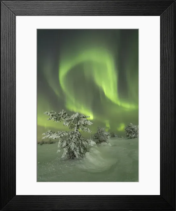 Framed Print : Northern Lights (Aurora Borealis) on the frozen tree in the snowy woods, Levi, Sirkka Framed Print : Northern Lights (Aurora Borealis) on the frozen tree in the snowy woods, Levi, Sirkka