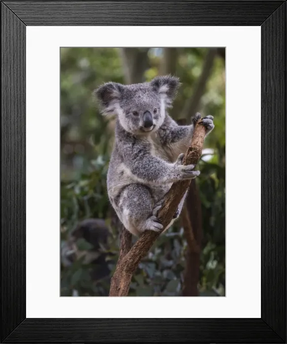 Framed Print : Koala (Phascolarctos cinereus), Lone Pine Sanctuary, Brisbane, Queensland, Australia Framed Print : Koala (Phascolarctos cinereus), Lone Pine Sanctuary, Brisbane, Queensland, Australia