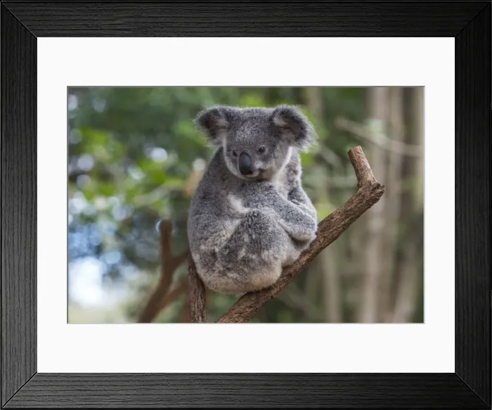 Framed Print : Koala (Phascolarctos cinereus), Lone Pine Sanctuary, Brisbane, Queensland, Australia Framed Print : Koala (Phascolarctos cinereus), Lone Pine Sanctuary, Brisbane, Queensland, Australia