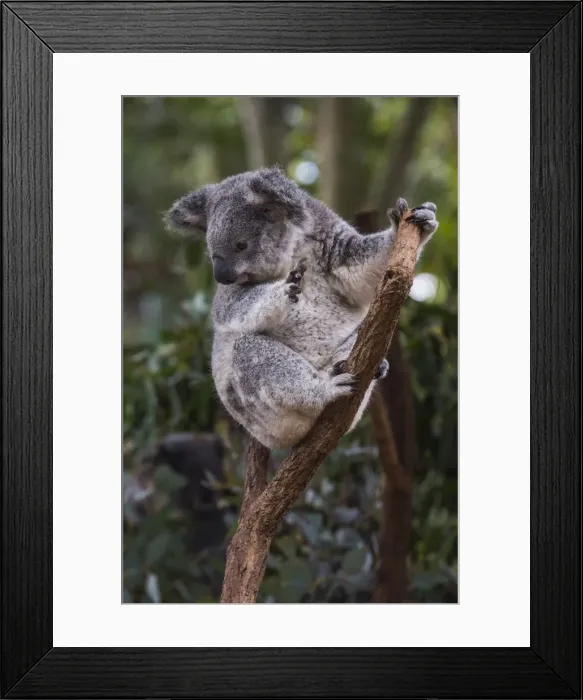 Framed Print : Koala (Phascolarctos cinereus), Lone Pine Sanctuary, Brisbane, Queensland, Australia Framed Print : Koala (Phascolarctos cinereus), Lone Pine Sanctuary, Brisbane, Queensland, Australia