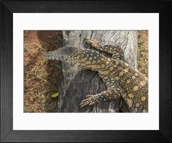 Framed Print : Lace Monitor (Varanus varius), Lone Pine Sanctuary, Brisbane, Queensland, Australia Framed Print : Lace Monitor (Varanus varius), Lone Pine Sanctuary, Brisbane, Queensland, Australia