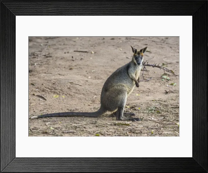 Framed Print : Kangaroo (macropods), Lone Pine Sanctuary, Brisbane, Queensland, Australia, Pacific Framed Print : Kangaroo (macropods), Lone Pine Sanctuary, Brisbane, Queensland, Australia, Pacific