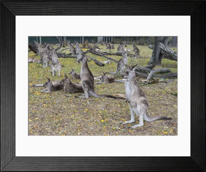 Framed Print : Kangaroos (macropods), Lone Pine Sanctuary, Brisbane, Queensland, Australia, Pacific Framed Print : Kangaroos (macropods), Lone Pine Sanctuary, Brisbane, Queensland, Australia, Pacific