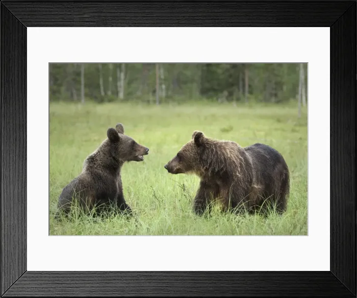 Framed Print : Brown Bears (Ursus Arctos), Finland, Europe Framed Print : Brown Bears (Ursus Arctos), Finland, Europe