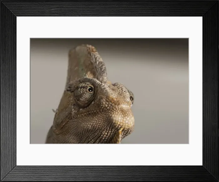 Framed Print : Veiled chameleon (Yemen chameleon) (Chamaeleo Calyptratus), captive, United Kingdom Framed Print : Veiled chameleon (Yemen chameleon) (Chamaeleo Calyptratus), captive, United Kingdom