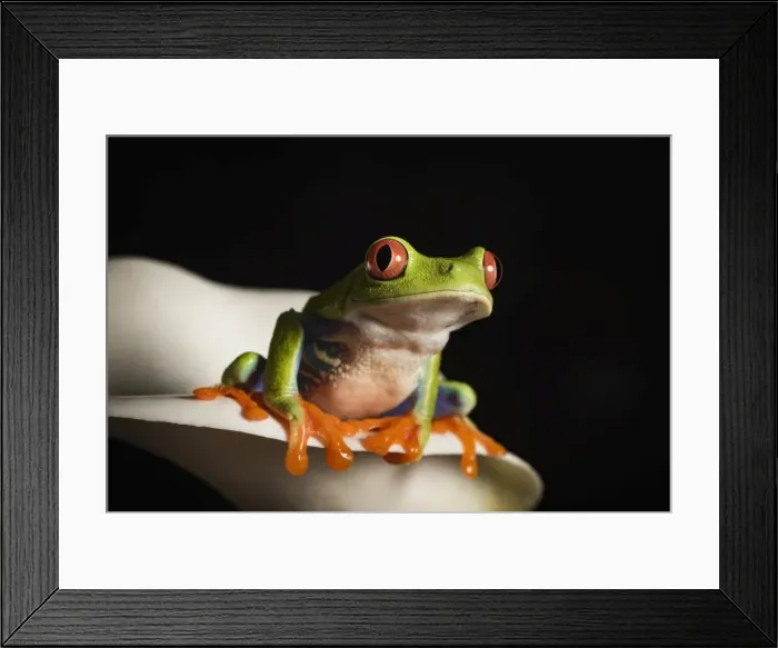 Framed Print : Red eyed tree frog (Agalychnis Callidryas), captive, United Kingdom, Europe Framed Print : Red eyed tree frog (Agalychnis Callidryas), captive, United Kingdom, Europe