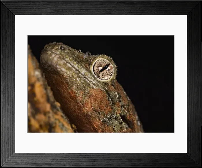 Framed Print : Mossy gecko (Rhacodactylus Chahoua), captive, United Kingdom, Europe Framed Print : Mossy gecko (Rhacodactylus Chahoua), captive, United Kingdom, Europe
