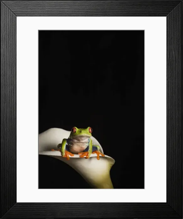 Framed Print : Red eyed tree frog (Agalychnis Callidryas), captive, United Kingdom, Europe Framed Print : Red eyed tree frog (Agalychnis Callidryas), captive, United Kingdom, Europe