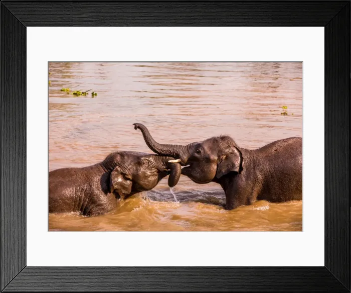 Framed Print : Baby elephants playing in the river, Chitwan Elephant Sanctuary, Nepal, Asia Framed Print : Baby elephants playing in the river, Chitwan Elephant Sanctuary, Nepal, Asia