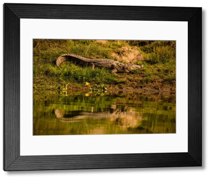 Framed Print : Crocodile sunning himself by a river, Chitwan Elephant Sanctuary, Nepal, Asia Framed Print : Crocodile sunning himself by a river, Chitwan Elephant Sanctuary, Nepal, Asia