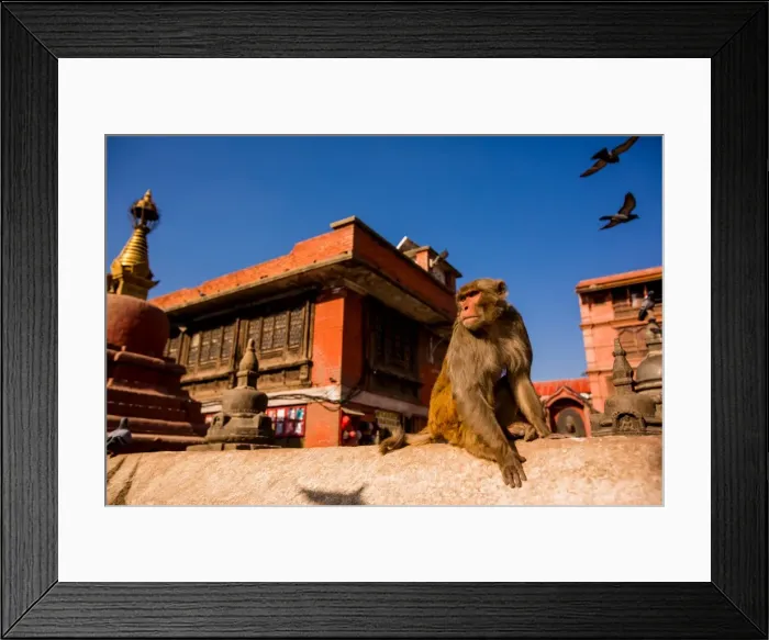 Framed Print : Sacred Monkey Temple, Kathmandu, Nepal, Asia Framed Print : Sacred Monkey Temple, Kathmandu, Nepal, Asia