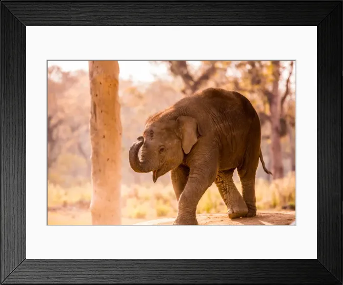 Framed Print : Baby elephant walking, Chitwan Elephant Sanctuary, Nepal, Asia Framed Print : Baby elephant walking, Chitwan Elephant Sanctuary, Nepal, Asia
