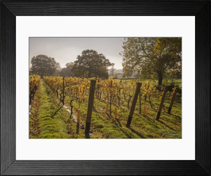 Framed Print : Vineyard, Chapel Down Winery, near Tenterden, Kent, England, United Kingdom, Europe Framed Print : Vineyard, Chapel Down Winery, near Tenterden, Kent, England, United Kingdom, Europe