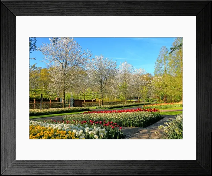 Framed Print : Keukenhof near Lisse, South Holland, Netherlands, Europe Framed Print : Keukenhof near Lisse, South Holland, Netherlands, Europe