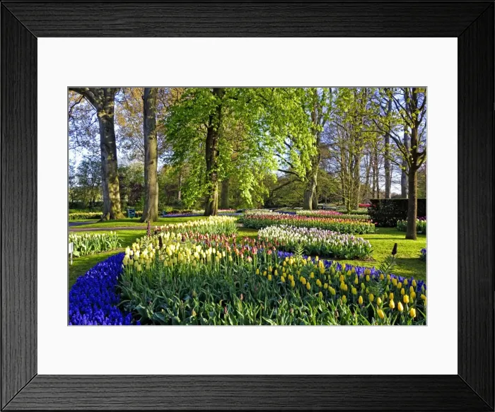 Framed Print : Keukenhof near Lisse, South Holland, Netherlands, Europe Framed Print : Keukenhof near Lisse, South Holland, Netherlands, Europe